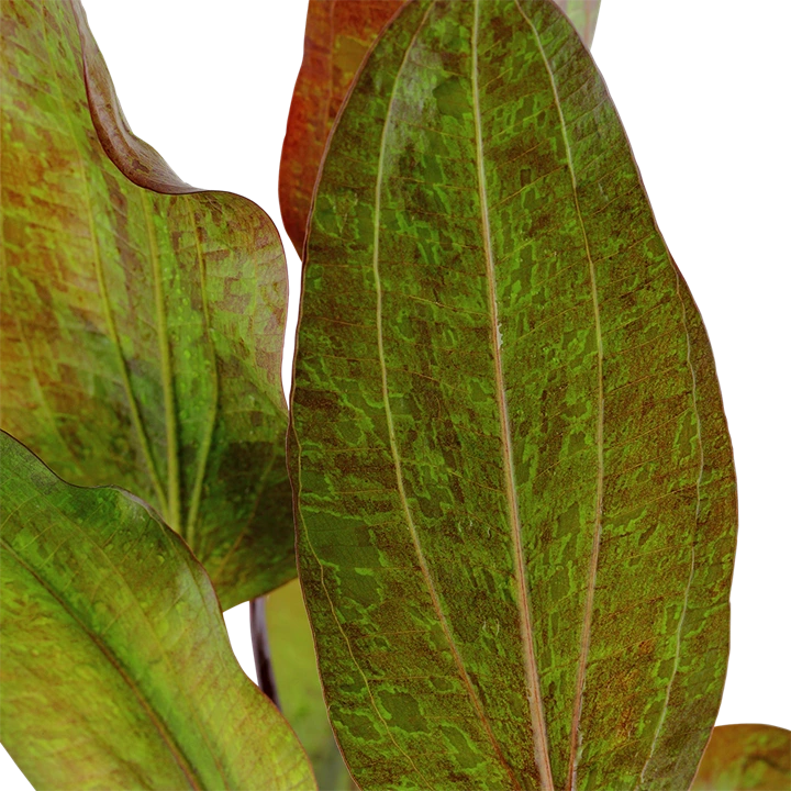 Tropica Akvarieplante i potte Echinodorus Ozelot